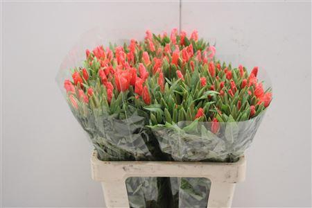 <h4>Clarkia Salmon</h4>