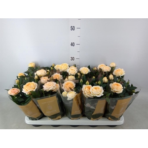 Rosa  'Belami Kordana'