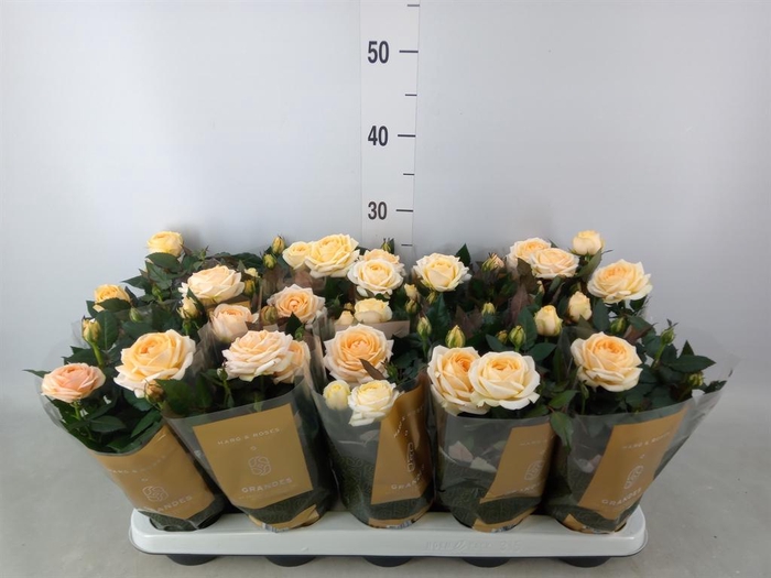 <h4>Rosa  'Belami Kordana'</h4>