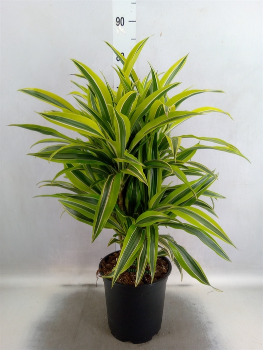 <h4>Dracaena fr de 'LemonLime'</h4>