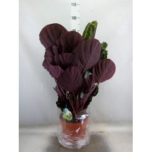 Calathea  'Medallion'