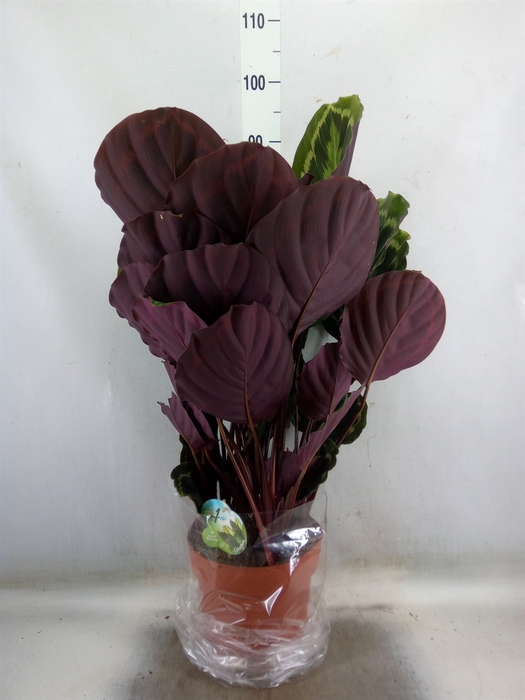 <h4>Calathea  'Medallion'</h4>