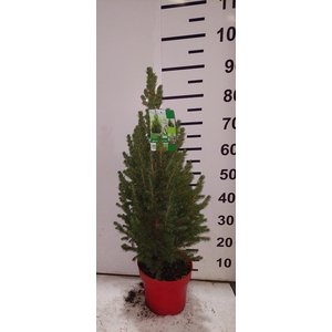 PICEA GL CONICA