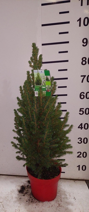 <h4>PICEA GL CONICA</h4>