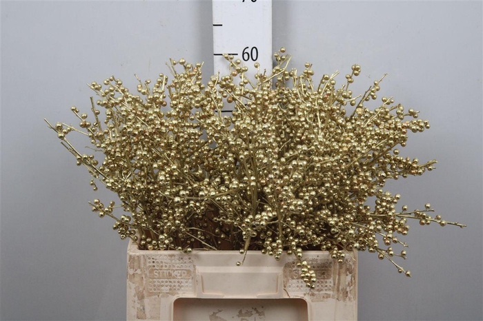 <h4>Ilex Ve Klb H% Goud</h4>