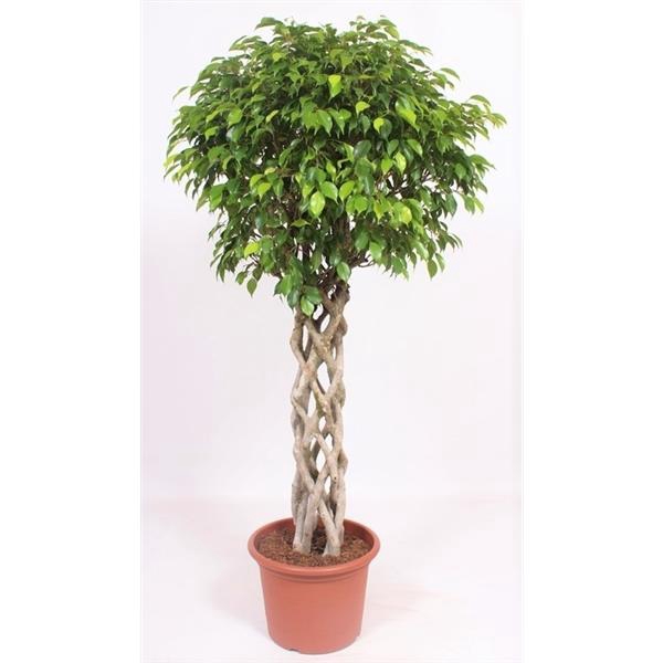 <h4>Ficus benjamina 'Exotica'</h4>