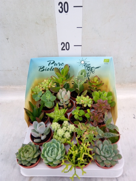 <h4>Succulents   ...</h4>