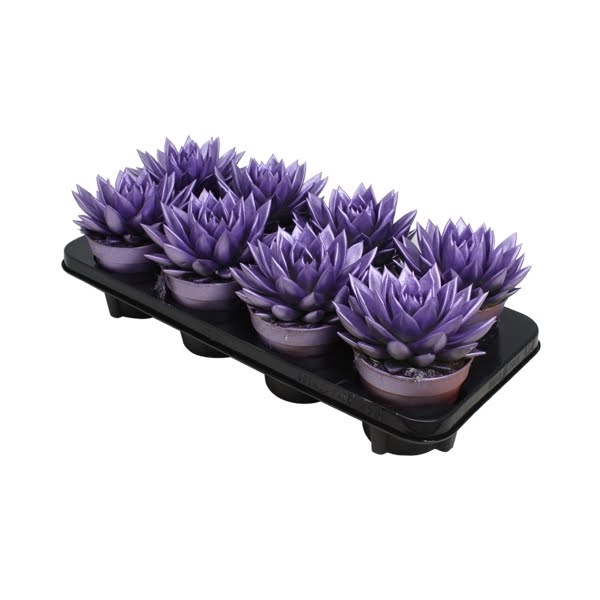 <h4>Echeveria Metallic Purple</h4>