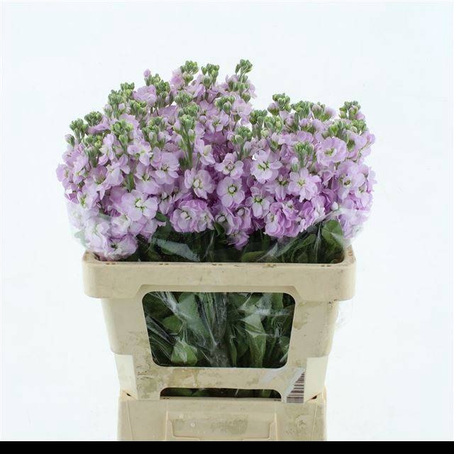 <h4>MATTH FIGARO L ROSE</h4>