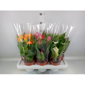 Zantedeschia   ...mix 4