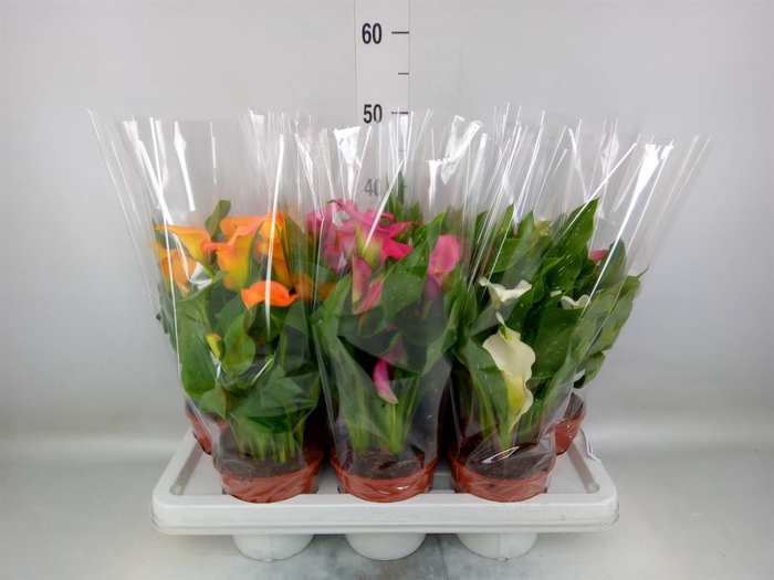 <h4>Zantedeschia   ...mix 4</h4>