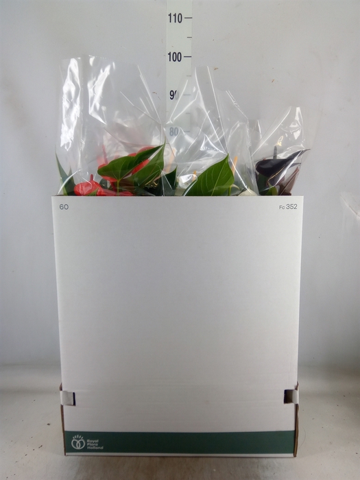 <h4>Anthurium   ...mix</h4>