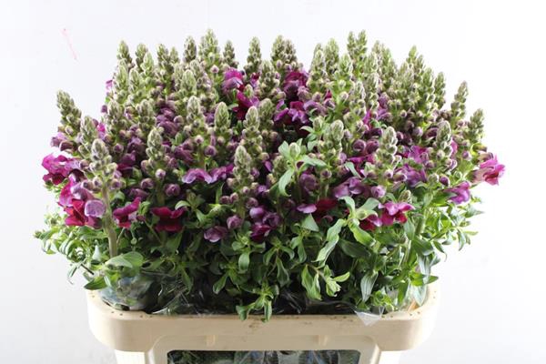 <h4>Antir Antibes Red (voort)</h4>