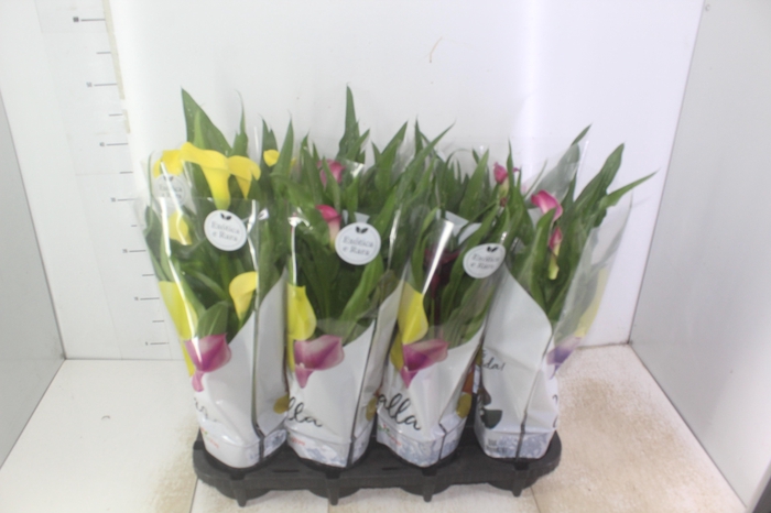 <h4>CALLA COLORIDA P14</h4>