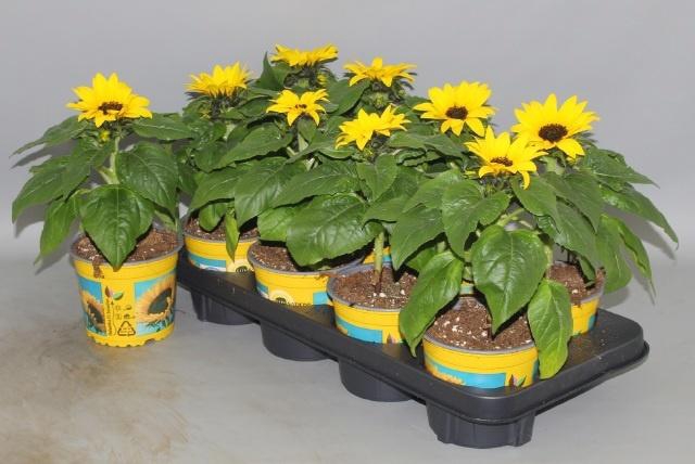 <h4>HELI SUNSATION</h4>