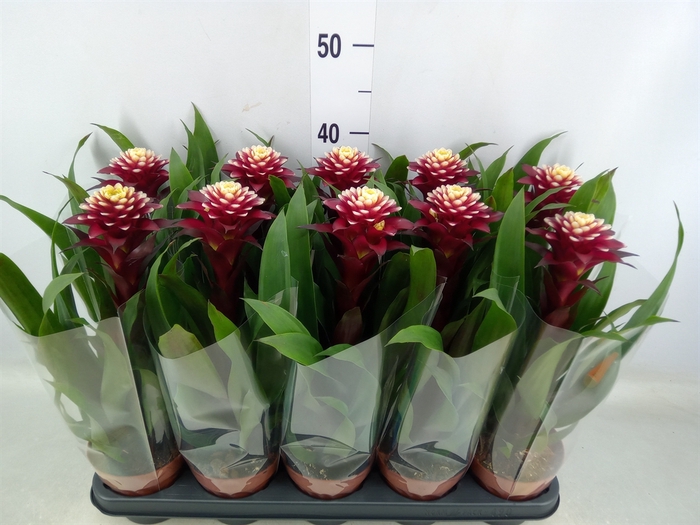 <h4>Guzmania  'Francesca'</h4>