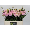 Dahlia Wizard of Oz