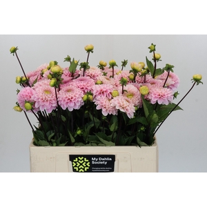 Dahlia Wizard of Oz