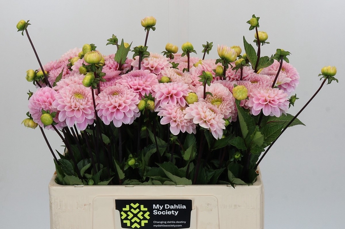 <h4>Dahlia Wizard of Oz</h4>