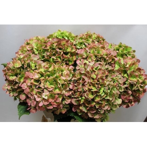 Hydrangea Verena Rood CL