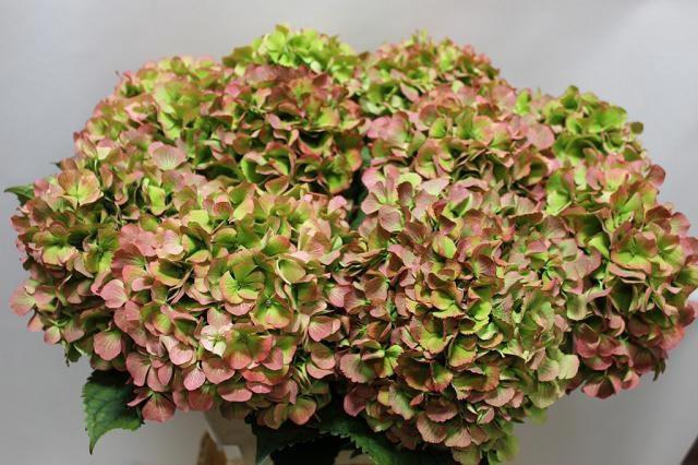 <h4>Hydrangea Verena Rood CL</h4>