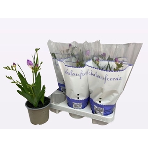 FREESIA OV