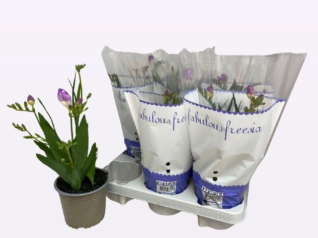 <h4>FREESIA OV</h4>