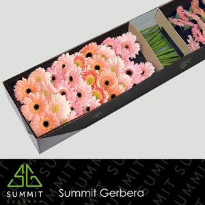 Germini Mix Aquabox x184 Doos