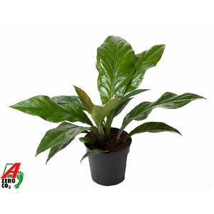 Anthurium El Jungle Bush 1 pp