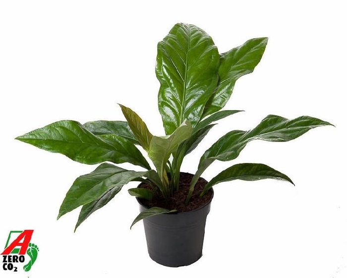 <h4>Anthurium El Jungle Bush 1 pp</h4>