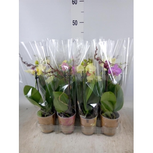 Phalaenopsis   ...mix