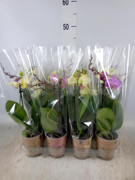 <h4>Phalaenopsis   ...mix</h4>