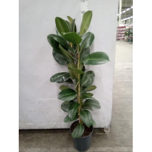 Ficus elastica 'Robusta'
