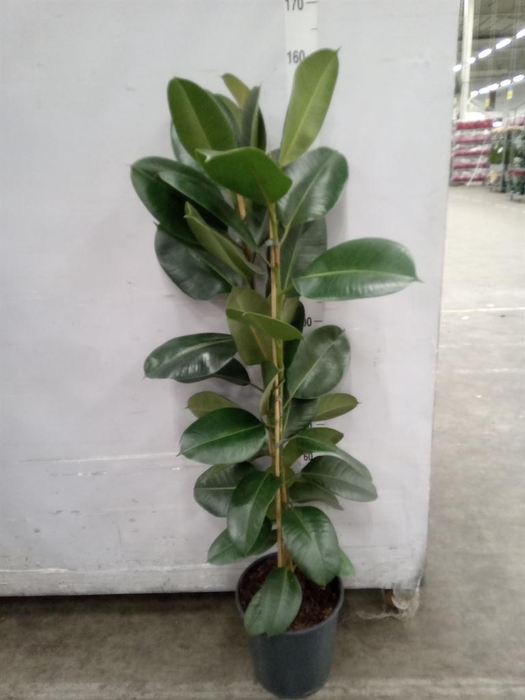<h4>Ficus elastica 'Robusta'</h4>