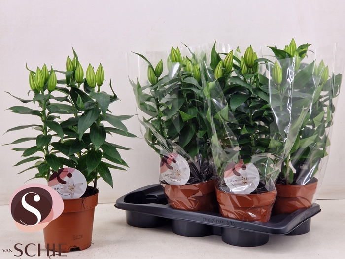 <h4>LIL OR OXYGEN</h4>