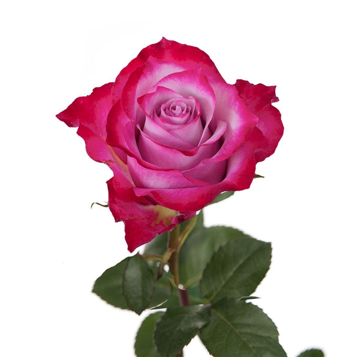 <h4>R Gr Deep Purple</h4>