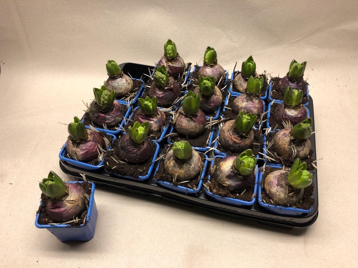 <h4>HYACIN DELFT BLUE</h4>