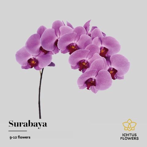 <h4>Phalaenopsis  'Ant Surabaya'</h4>