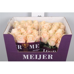 R Gr Pearl Avalanch+