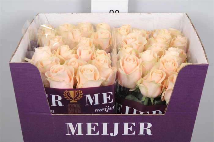 <h4>R Gr Pearl Avalanch+</h4>