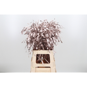 Chasmantium Kl Bh Champagne