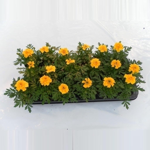 Tagetes, diverse kleuren per kar