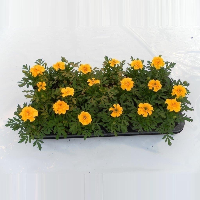 <h4>Tagetes, diverse kleuren per kar</h4>