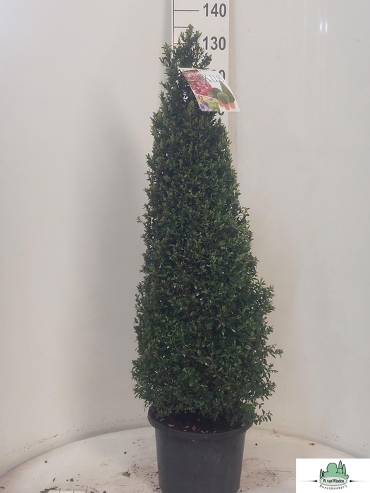 <h4>BUXU SEMPERVIRENS</h4>