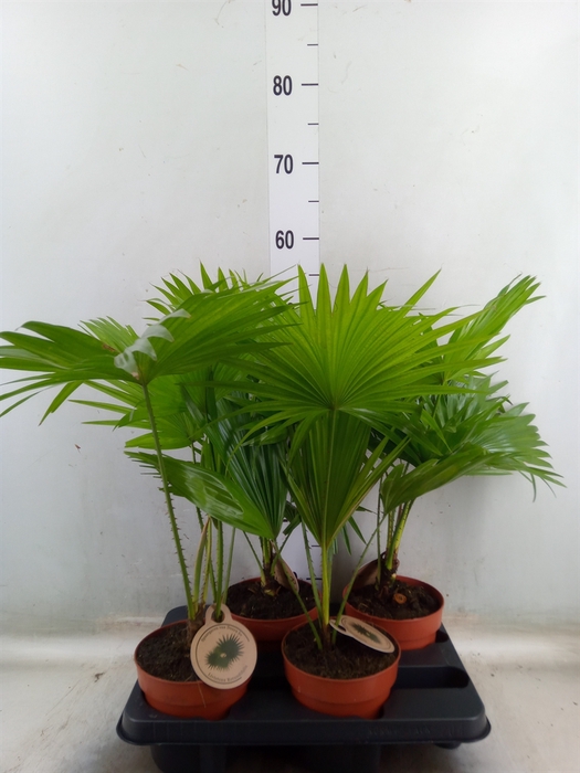 <h4>Livistona rotundifolia</h4>