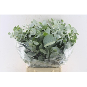 Euca Cinerea Short 150 Gram