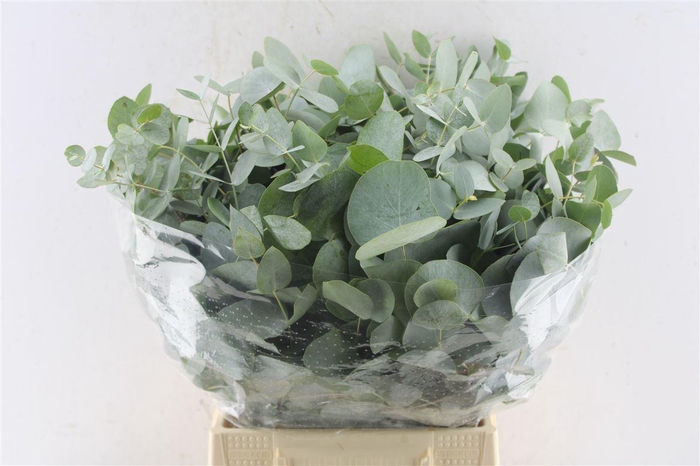 <h4>Euca Cinerea Short 150 Gram</h4>