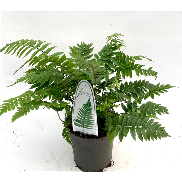 <h4>Dryopteris atrata ES13 1,0l</h4>