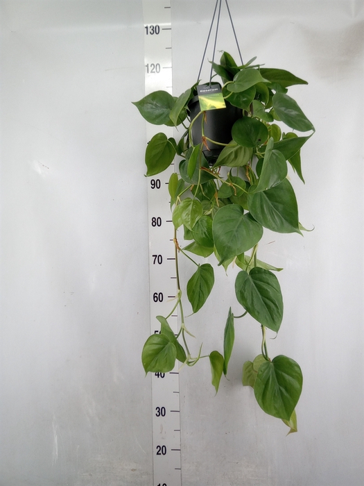 <h4>Philodendron scand.</h4>