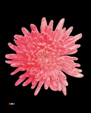 <h4>Chr G Ana Snow Pink Neon</h4>